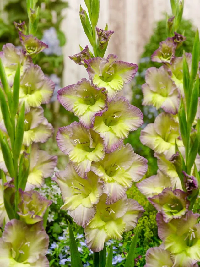 Gladiole Moonlight Shadow  marime 12/14 [2]