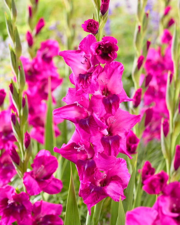 Gladiole Mystic Magenta  marime 12/14 [2]