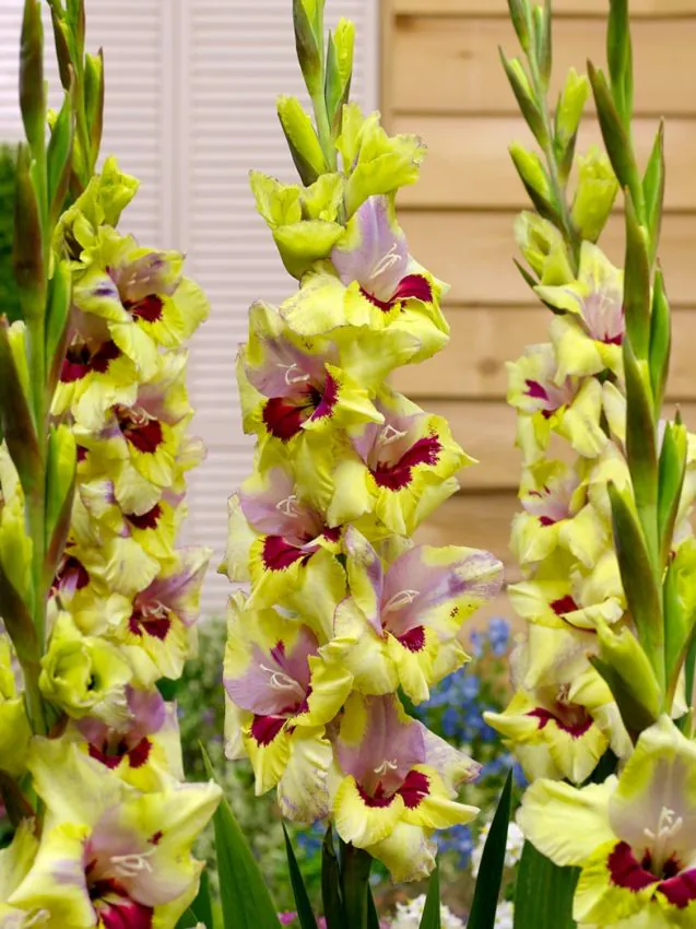 Gladiole Oracle  marime 12/14 [2]