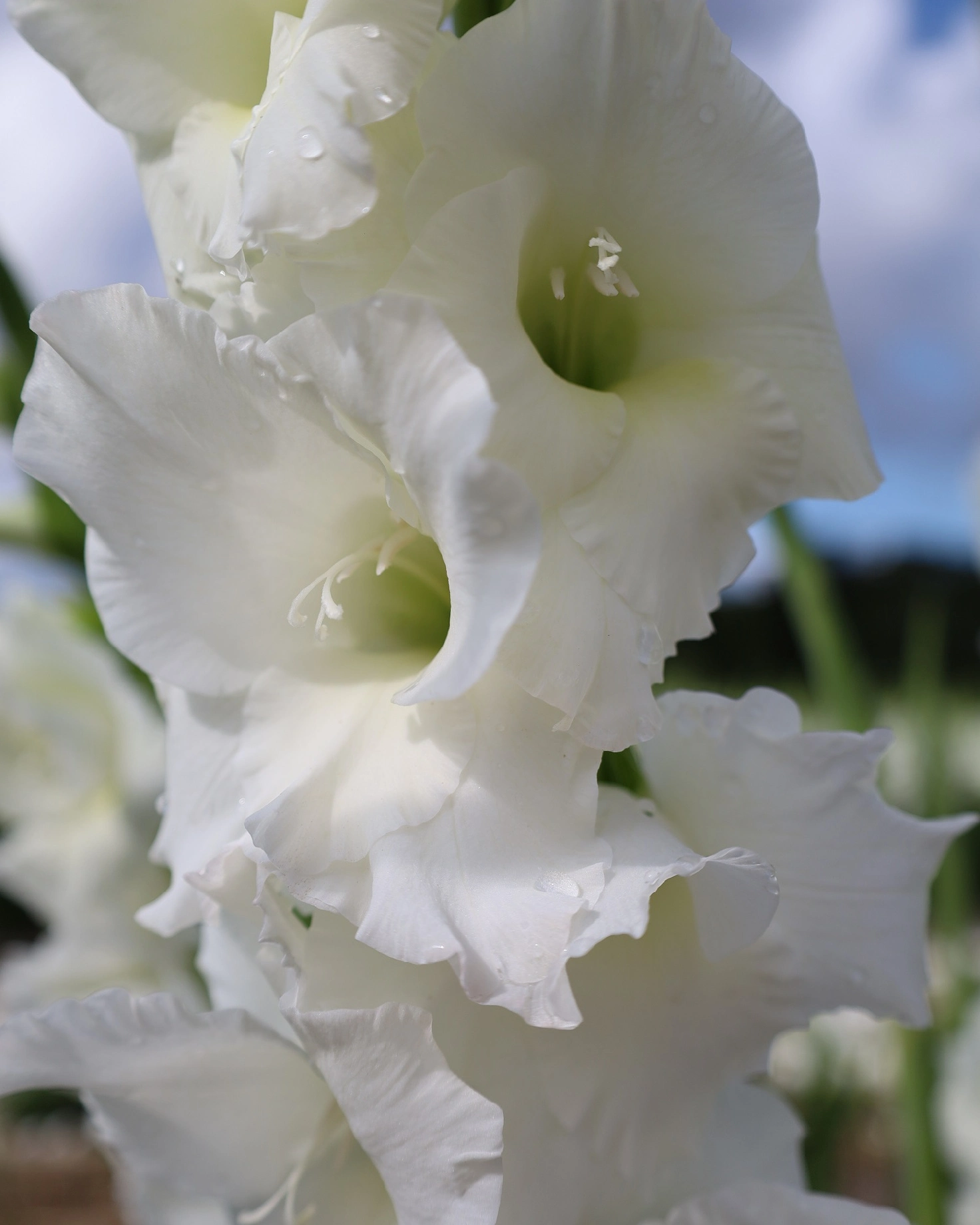 Gladiole Piet Mohlen  marime 12/14 [2]