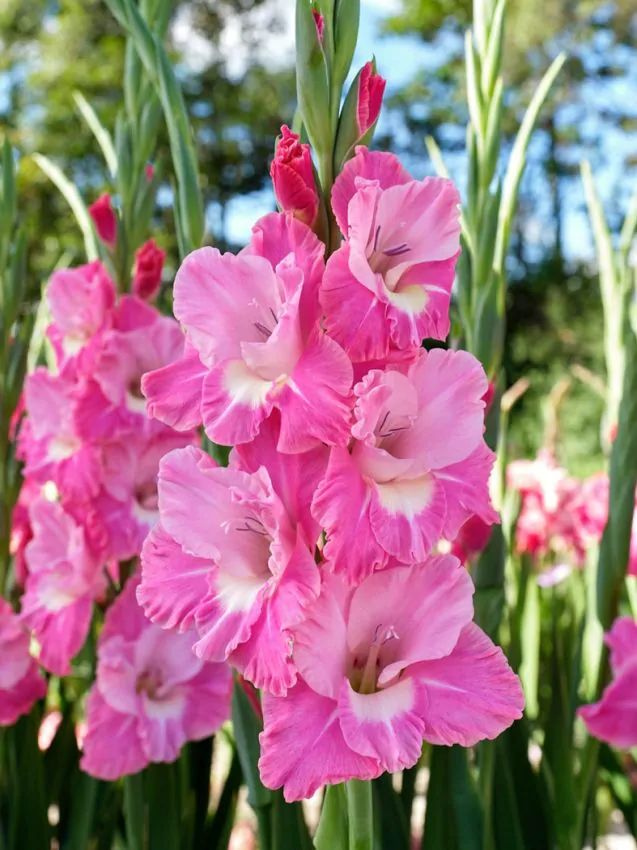 Gladiole Pink Parrot  marime 12/14 [2]