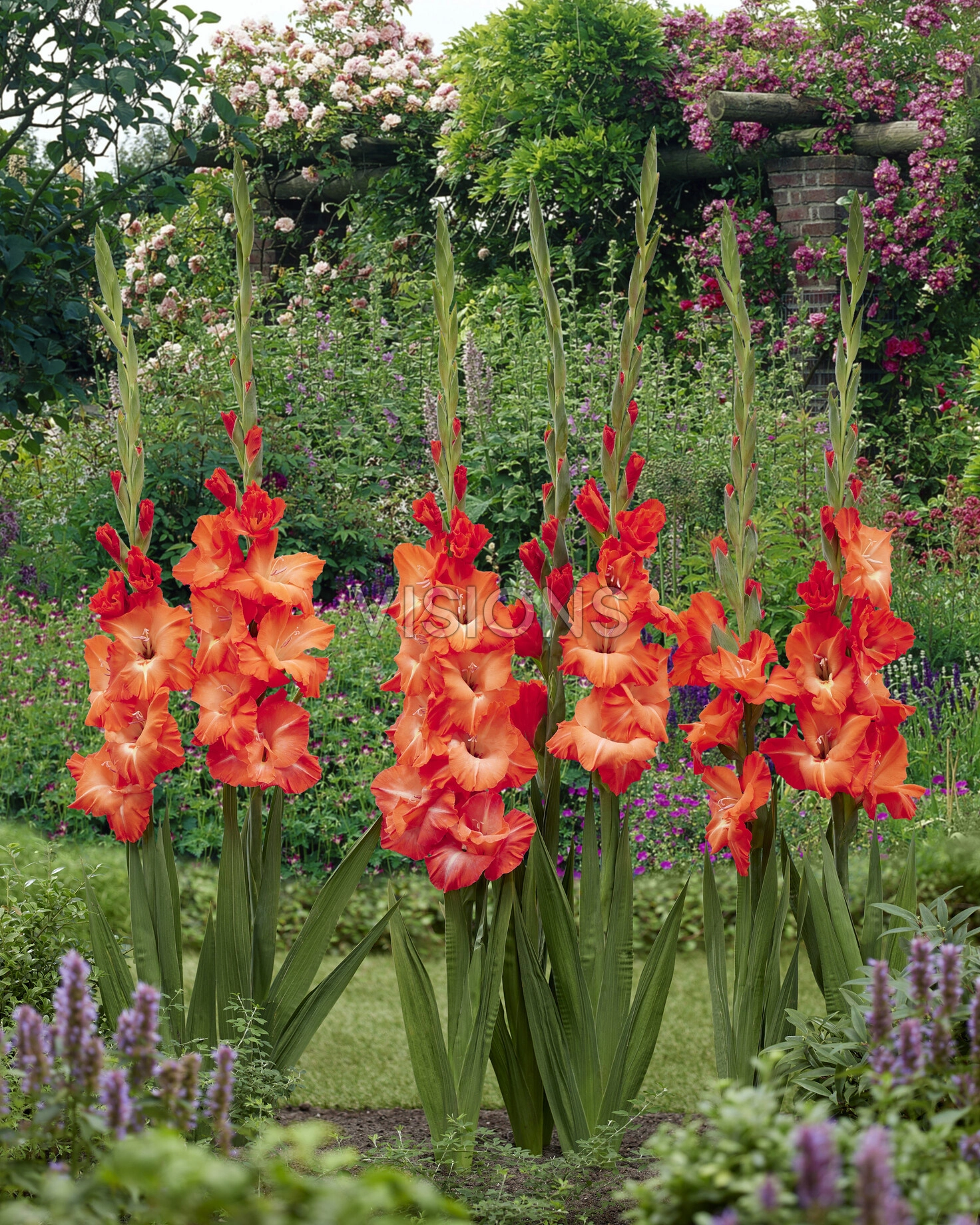 Gladiole Stormy  marime 12/14 [2]