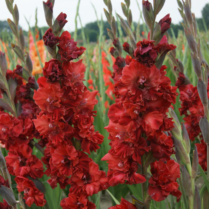 Gladiole Velvet Raspberry  marime 12/14 [3]