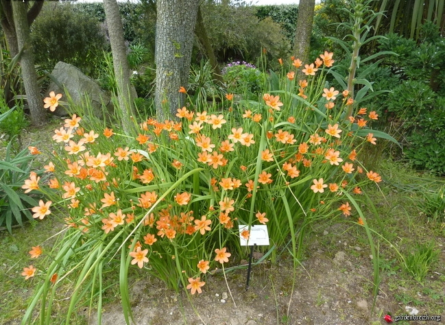 Homeria ( Moraea ) pachet de 10 bucati [2]