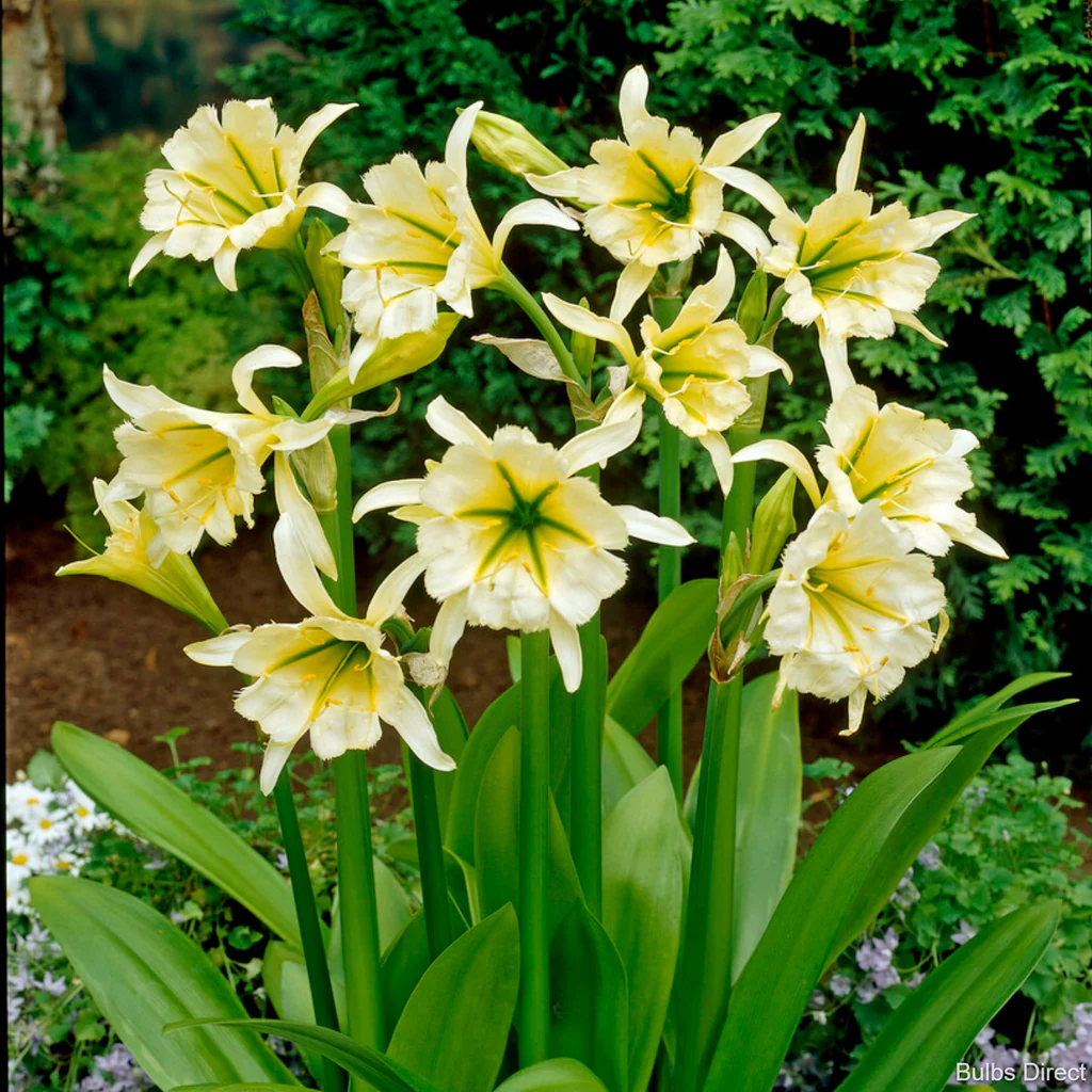 Hymenocallis Sulphur Queen marime 14/16 [2]