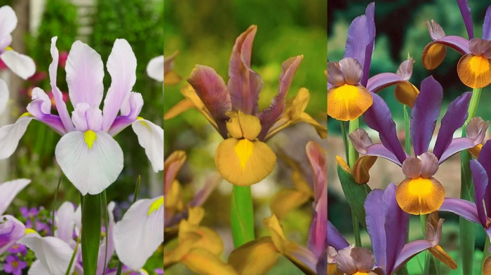 Iris hollandica mix 10 bucati [1]