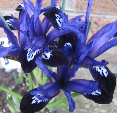 Iris reticulata Blue Note 5 buc marime 5/6 [1]