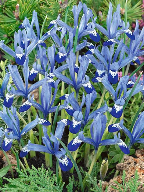 Iris reticulata Clairette 5 buc marime 5/6 [1]