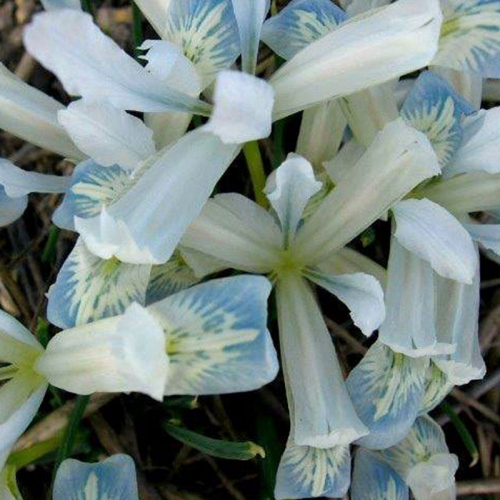 Iris reticulata Frozen Planet 5 buc marime 5/6 [1]