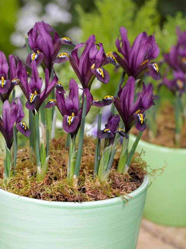 Iris reticulata J.S. Dijt 5 buc [2]