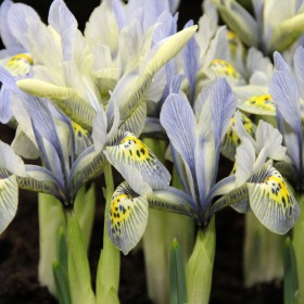 Iris reticulata Katharina Hodgkin 5 buc marime 6/8 [2]