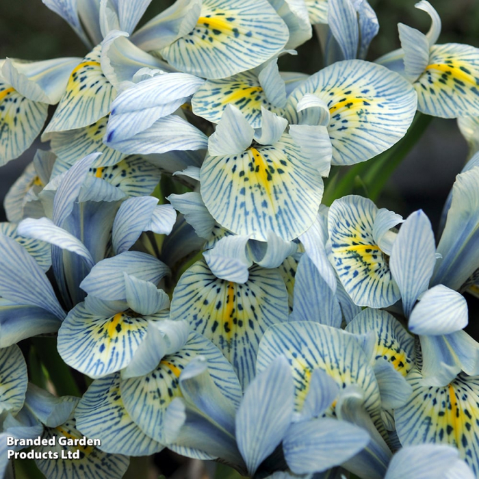 Iris reticulata Katharina Hodgkin 5 buc marime 6/8 [3]