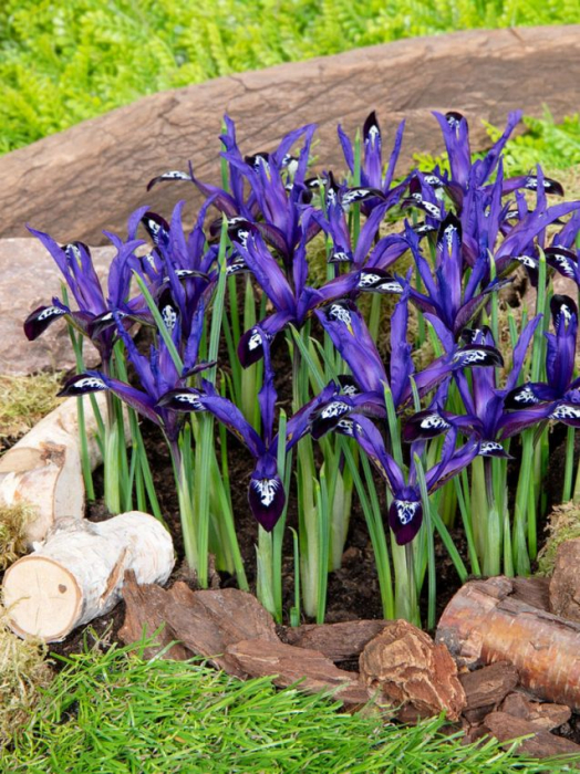 Iris reticulata Blue Note 5 buc marime 5/6 [2]