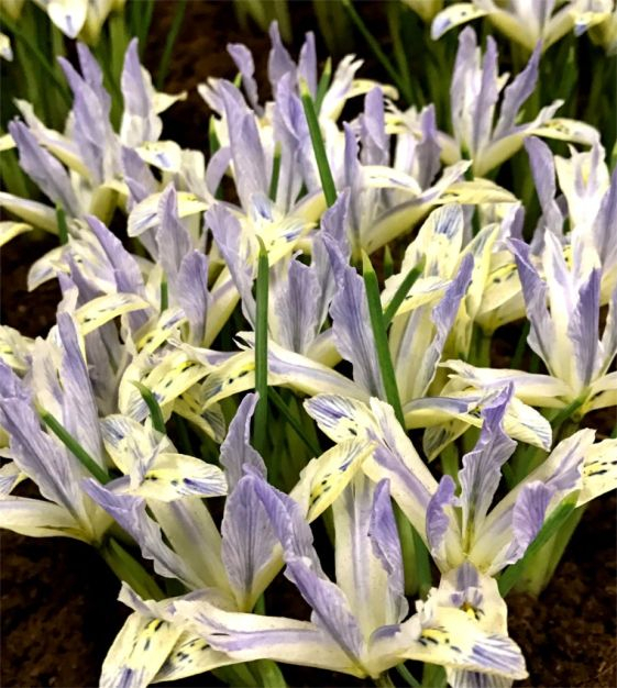 Iris reticulata Painted Lady 5 buc marime 5/6 [1]