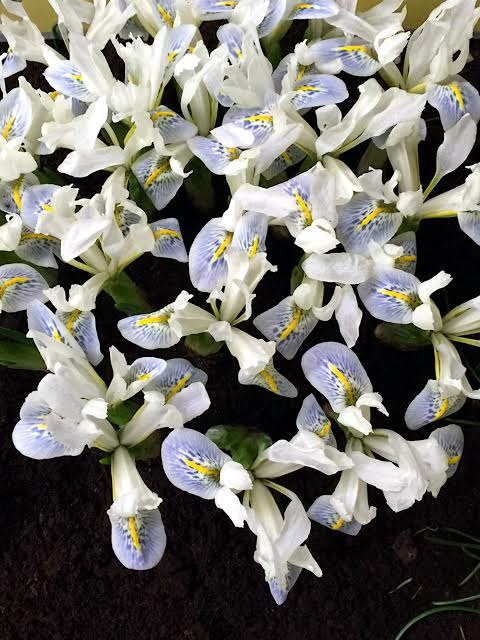 Iris reticulata Polar Ice 5 buc marime 5/6 [2]