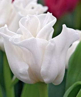Lalele coronet White Liberstar 3 buc marime 12 [3]