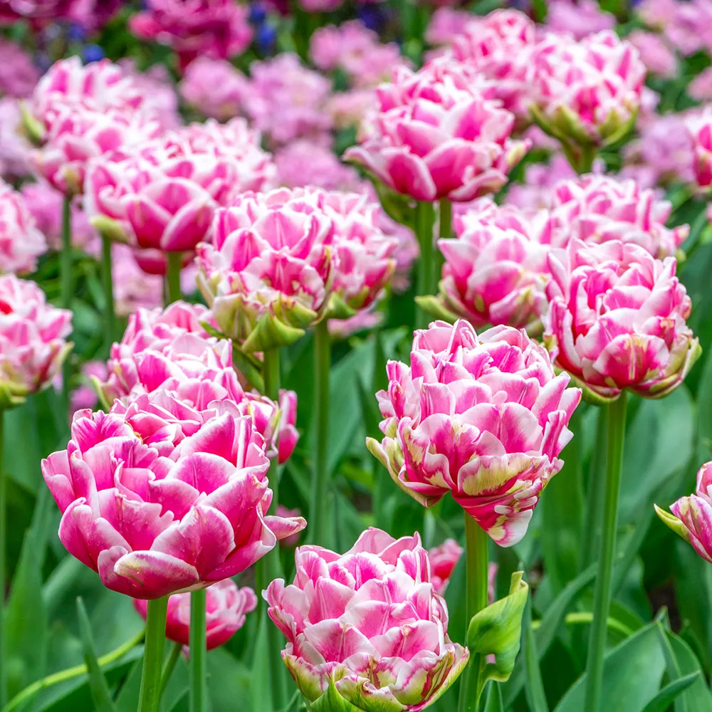Lalele duble Lets Dance 3 buc marime 11/12 [2]