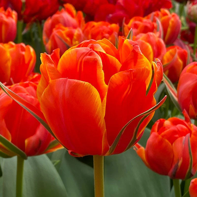 Lalele duble Queensday marime 12 [2]