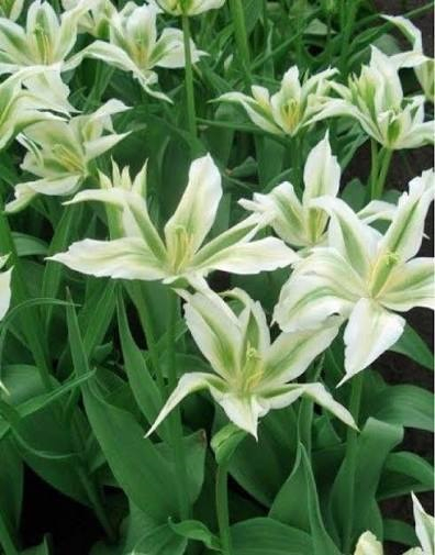 Lalele viridiflora Green Star 3 buc marime 12 [3]