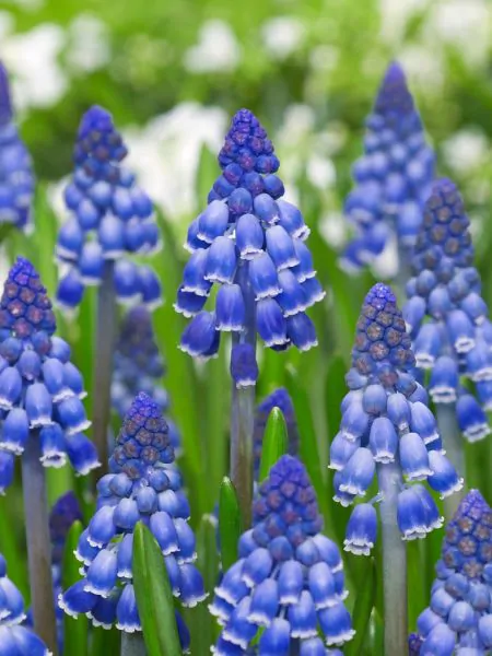 Mix bulbi de muscari 20 buc marime 7/8 [4]