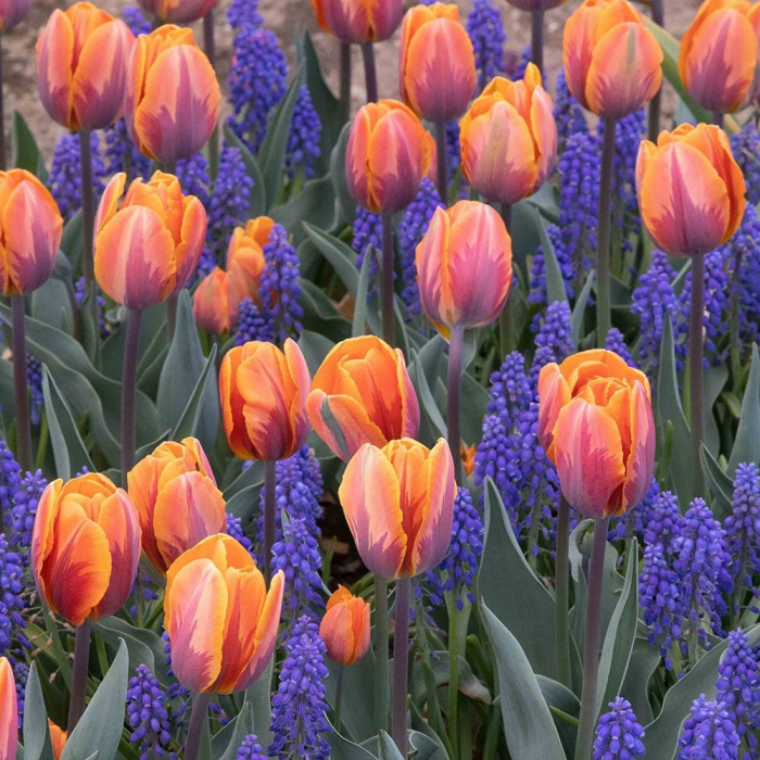 Mix bulbi de muscari 20 buc marime 7/8 [6]