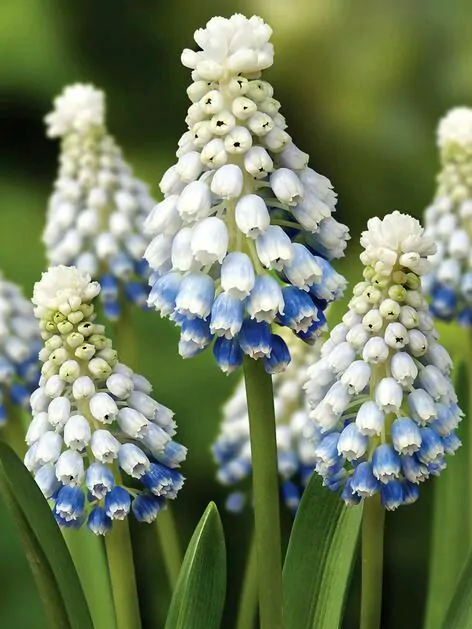 Mix bulbi de muscari 20 buc marime 7/8 [2]