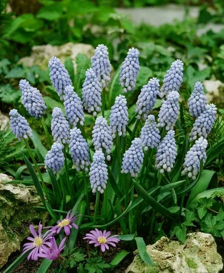 Mix bulbi de muscari 20 buc marime 7/8 [3]