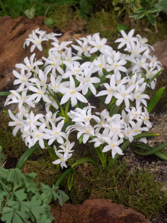 Mix  Chionodoxa 10 buc [5]