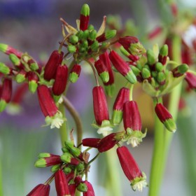 Dichelostemma mix Ida Maia si Congestum   7 buc marime 5/6 [3]