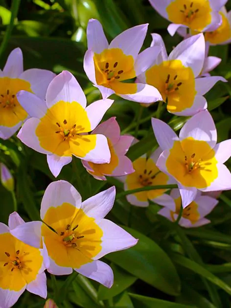 Mix lalele botanice Clusiana Chrysantha , Little Beauty, Saxtalis [4]