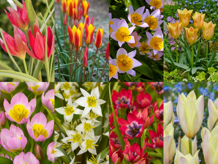 Mix lalele botanice Clusiana Chrysantha , Little Beauty, Saxtalis [1]