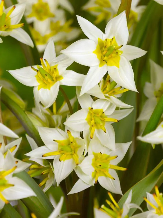 Mix lalele botanice Clusiana Chrysantha , Little Beauty, Saxtalis [8]