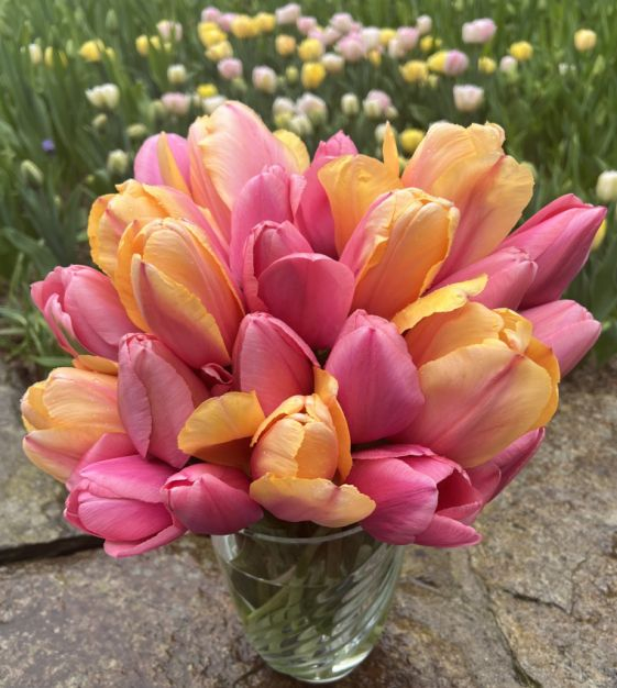 Pachet de lalele darwin Blushing Impression si Pink Impression 6 bulbi marime 11/12 [3]
