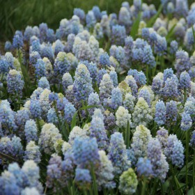Muscari dubli Nature's Beauty [2]