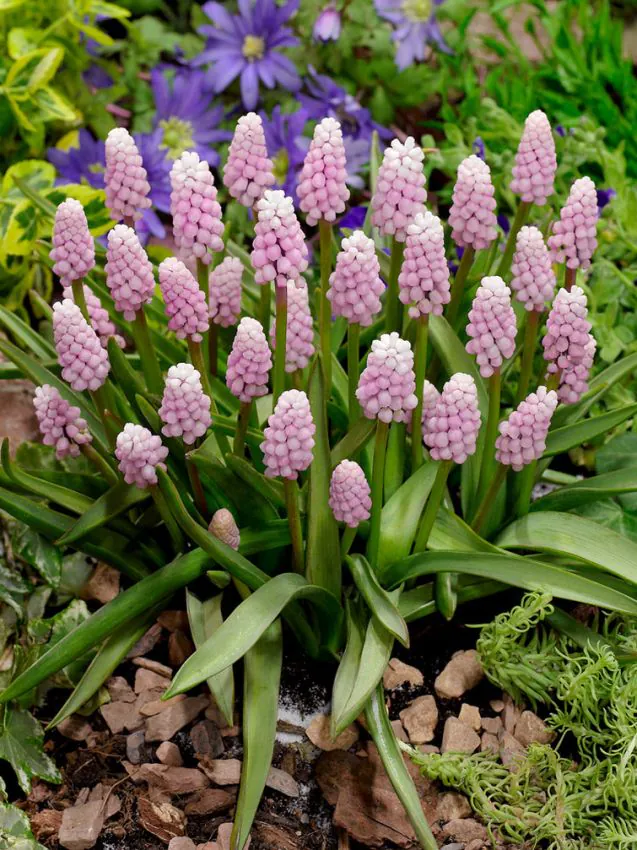 Muscari Pink Sunrise 5 buc marime 6/7 [2]