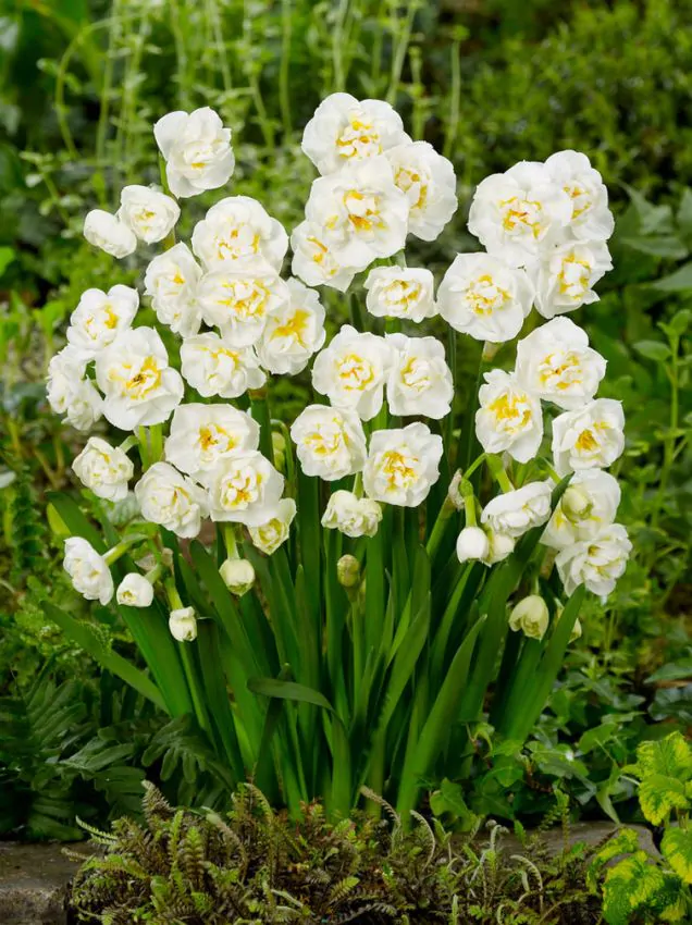 Narcise Bridal crown 3 buc 14/16 [2]