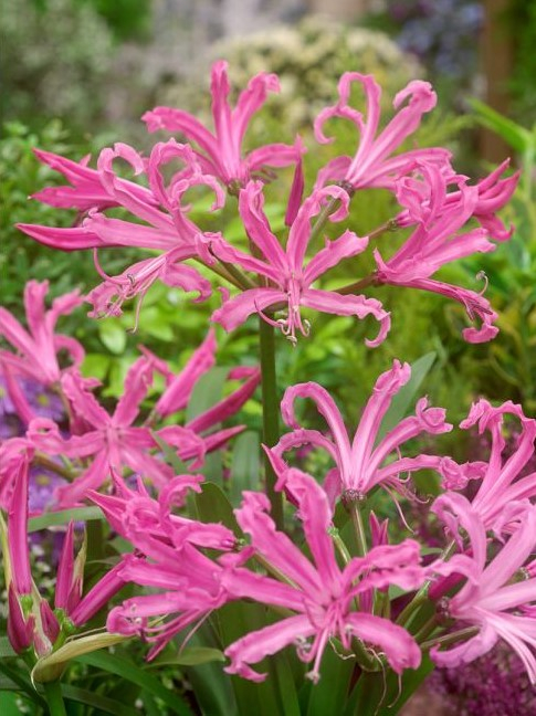 Nerine bowdenii 3buc 12/14 [1]