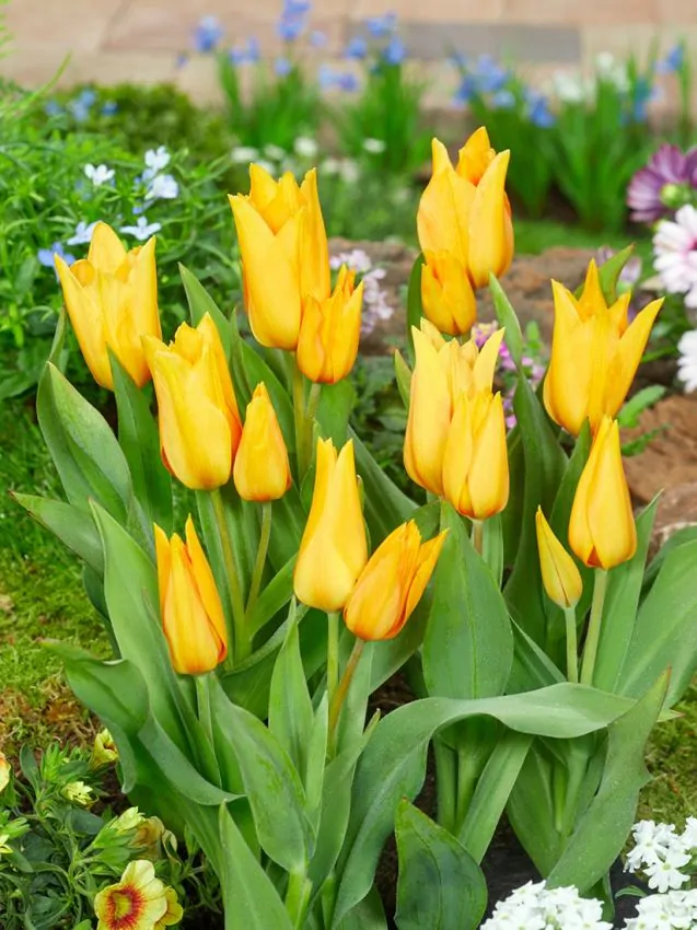 Mix lalele botanice Clusiana Chrysantha , Little Beauty, Saxtalis [6]
