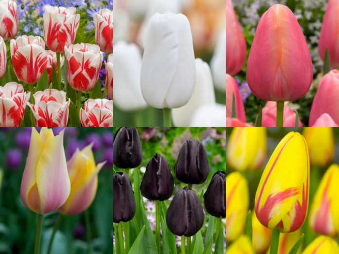 Pachet de lalele simple tarzii 6 soiuri, 18 buc marime 10/11 [1]