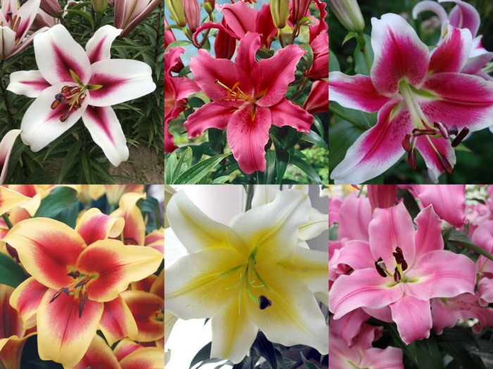 Pachet de 24 crini toate tipurile, marime 16/18  [3]