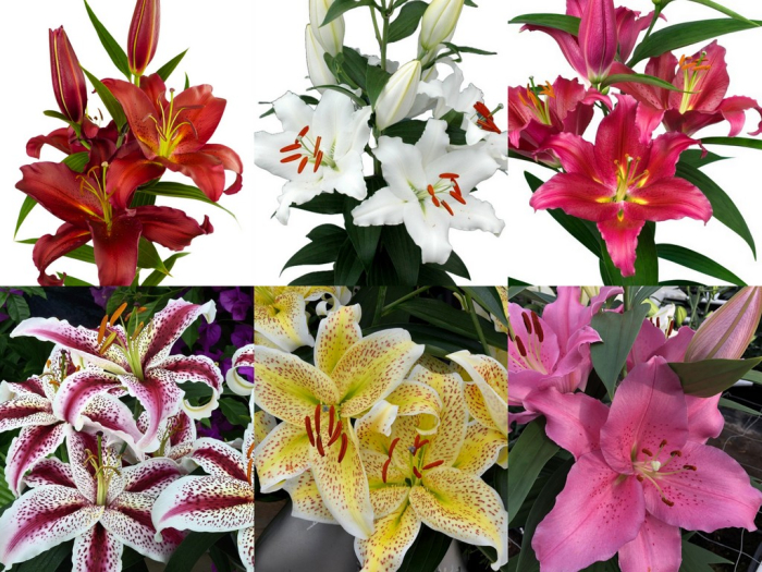 Pachet de 24 crini toate tipurile, marime 16/18  [4]