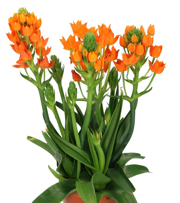 Ornithogalum Dubium , Steaua din Betleem de ghiveci portocalie , 3 buc [1]