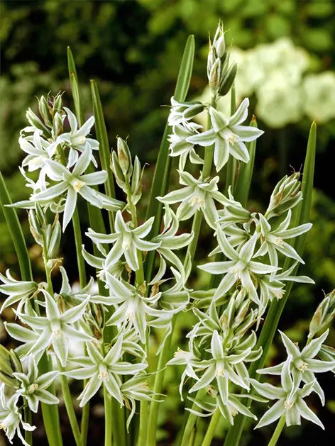 Ornithogalum Nutans 5 buc [2]