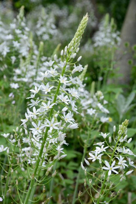 Ornithogalum ponticum sochi 1 buc marime 12/14 [1]