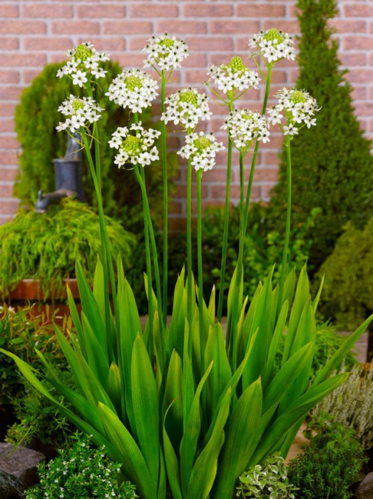 Ornithogalum saundersiae [2]