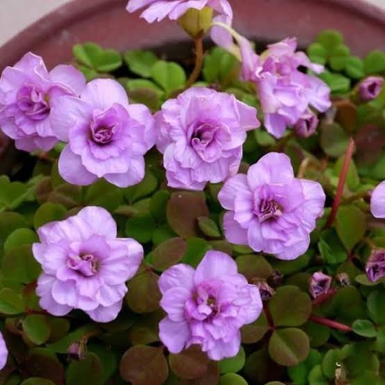 Oxalis nidulans Pom Pom 3 buc marime I [2]