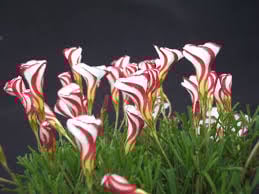 Oxalis Versicolor 3 buc marime 1 [1]
