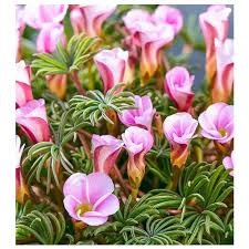 Oxalis versicolor Autumn Pink 3 buc marime I [2]