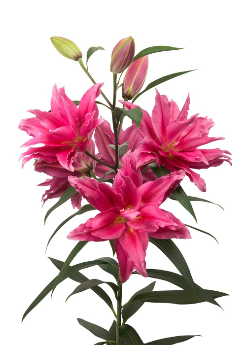 Pachet de 21 crini asiatici si orientali marime 14/16, 16/18 [4]