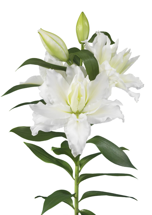 Pachet de 21 crini asiatici si orientali marime 14/16, 16/18 [5]